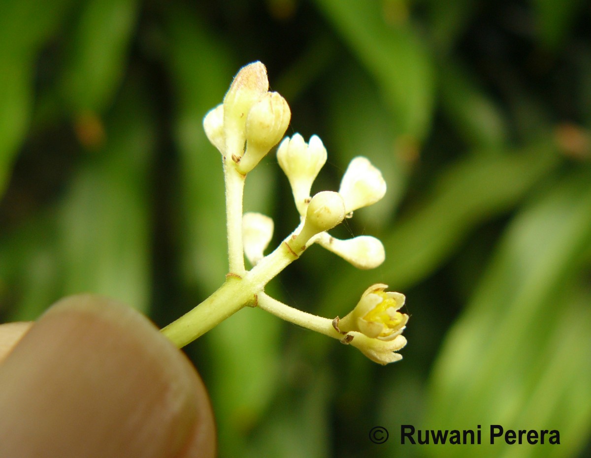 Cinnamomum verum J.Presl